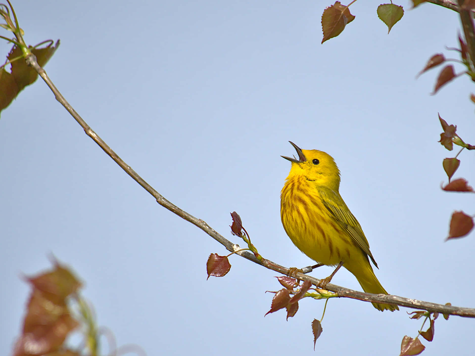 Vibrant Yellow Warbler Perched on a Branch Wallpaper