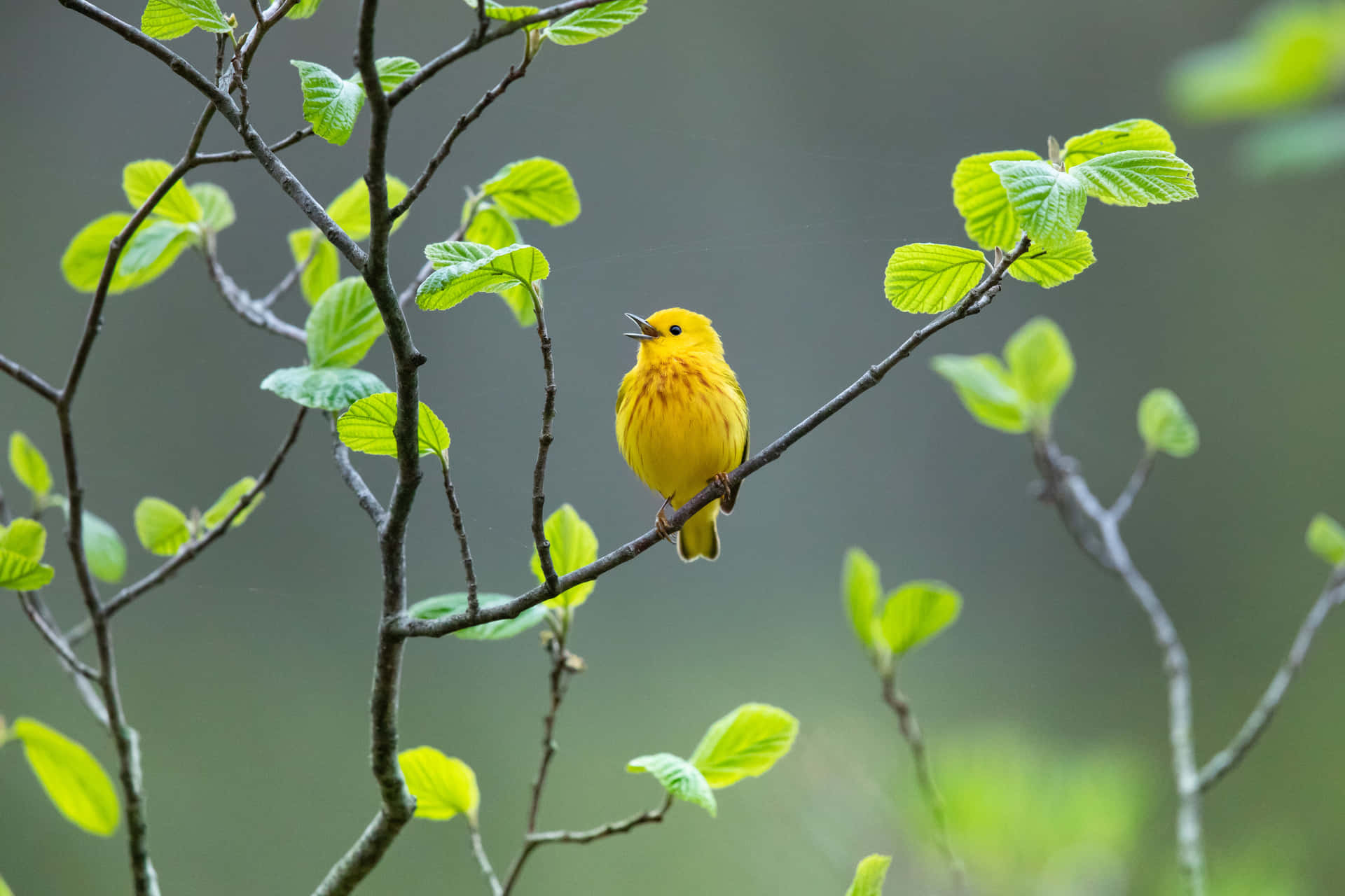 Yellow Warbler perched on a branch in its natural habitat Wallpaper