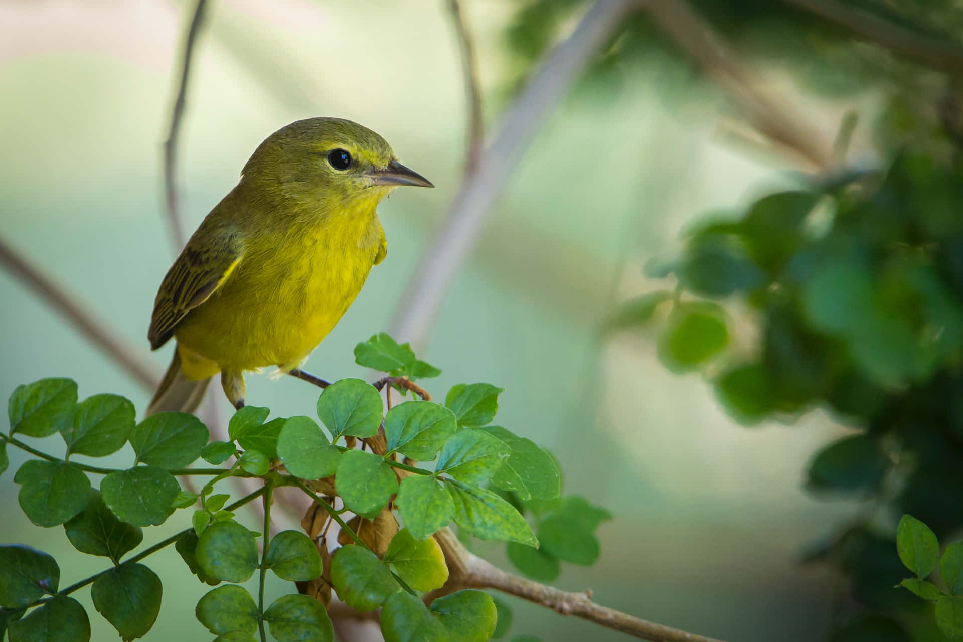 Stunning Yellow Warbler perched on a branch Wallpaper