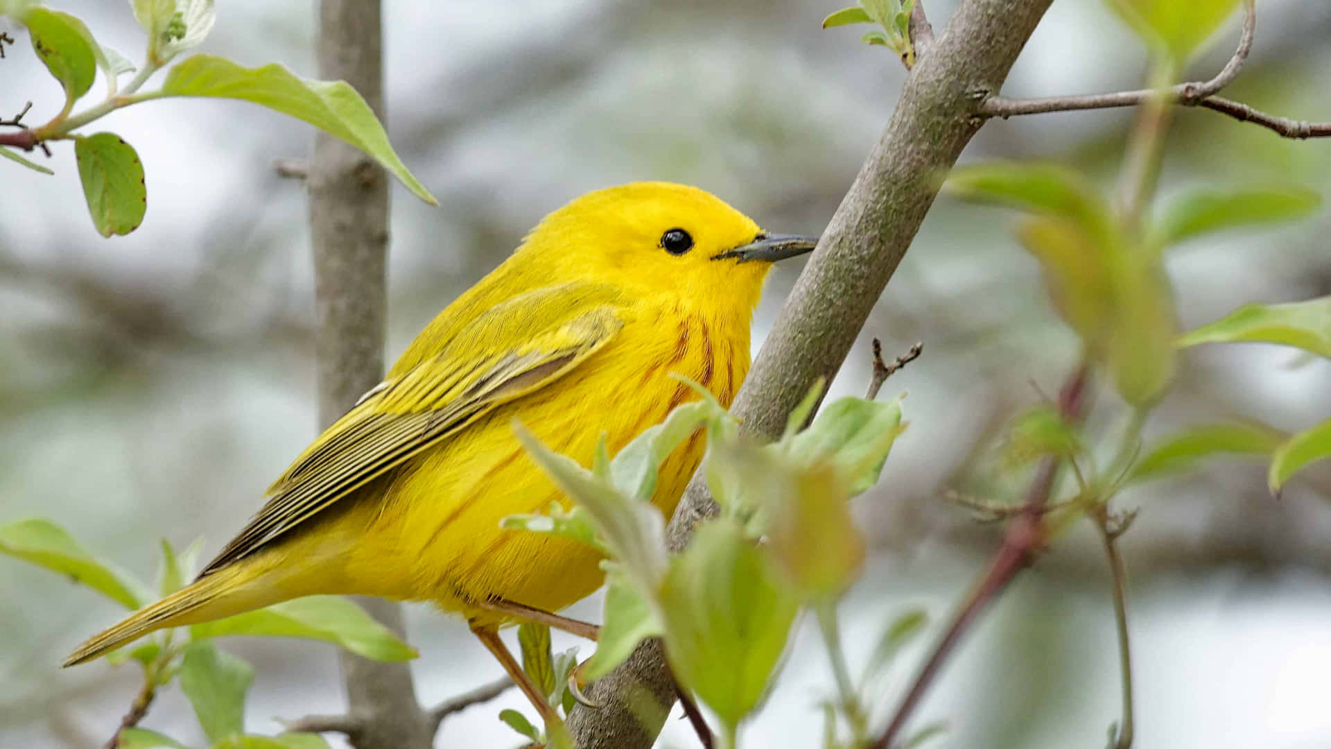 Vibrant Yellow Warbler perched on a branch. Wallpaper