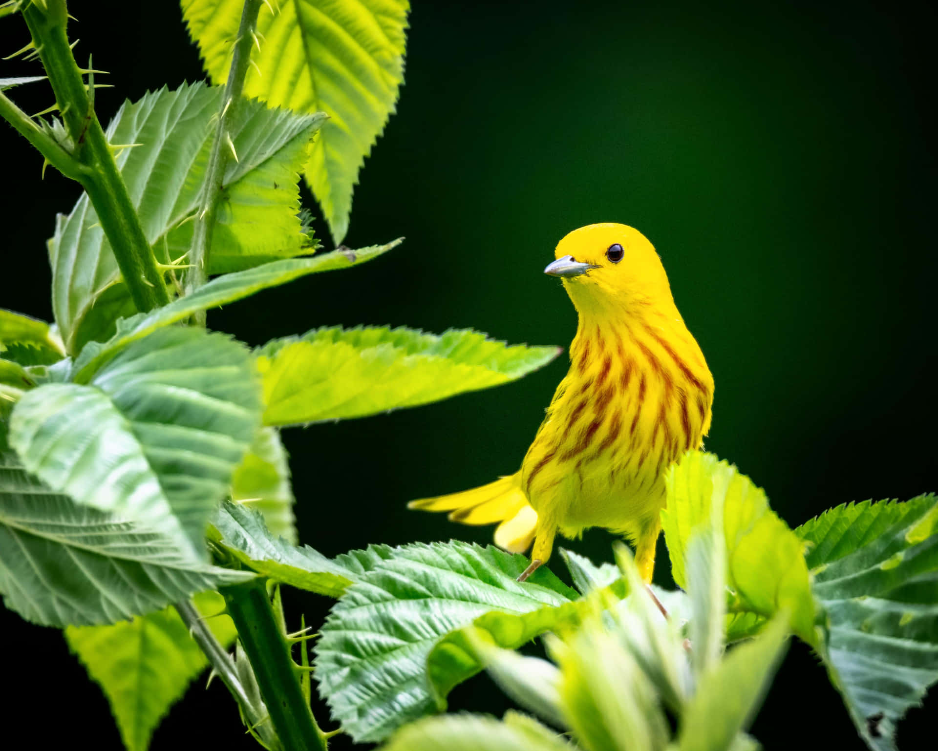 Majestic Yellow Warbler Perched on a Branch Wallpaper