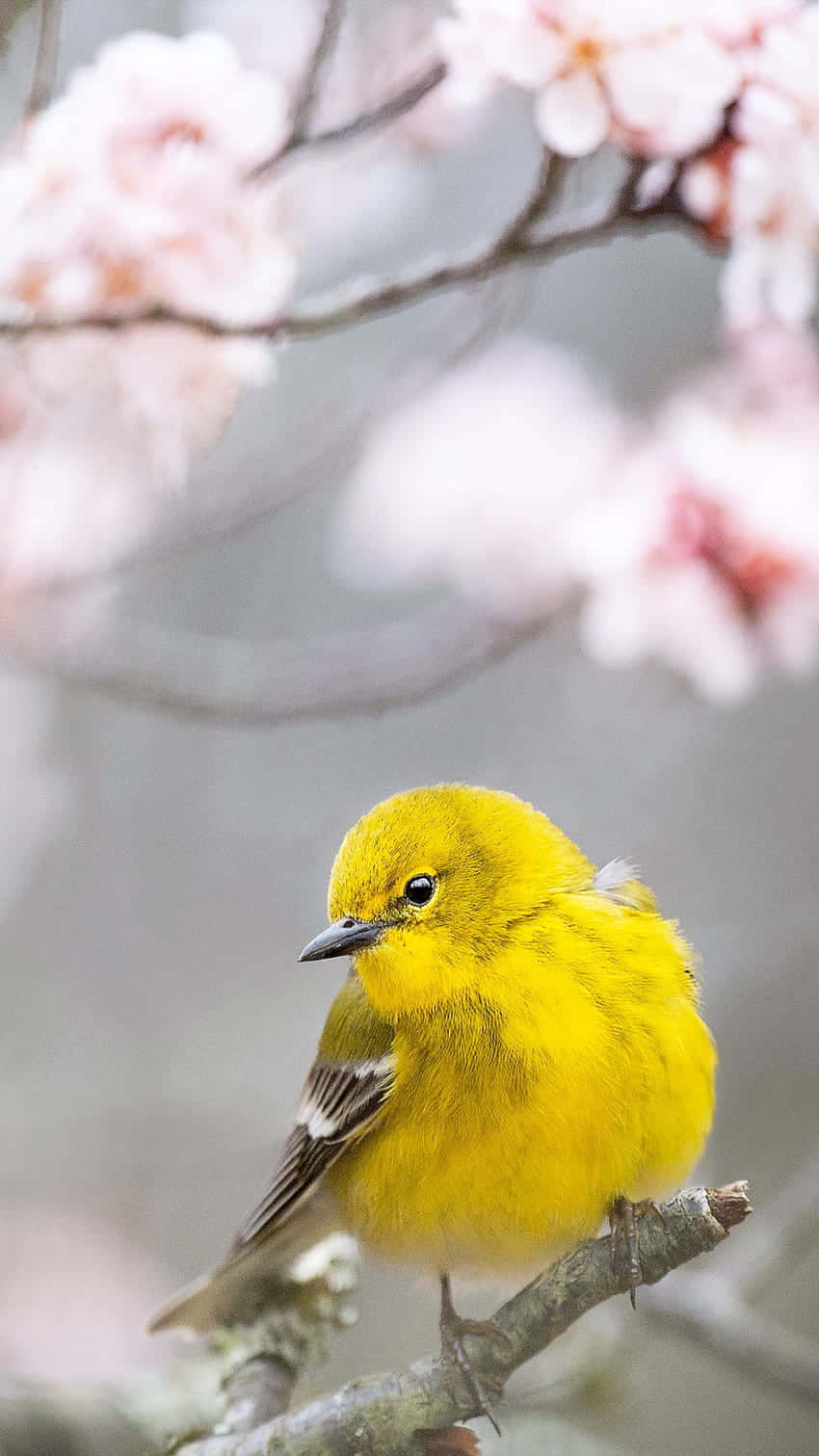 Vibrant Yellow Warbler perched on a branch Wallpaper