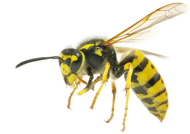 Yellow Wasp Side View PNG