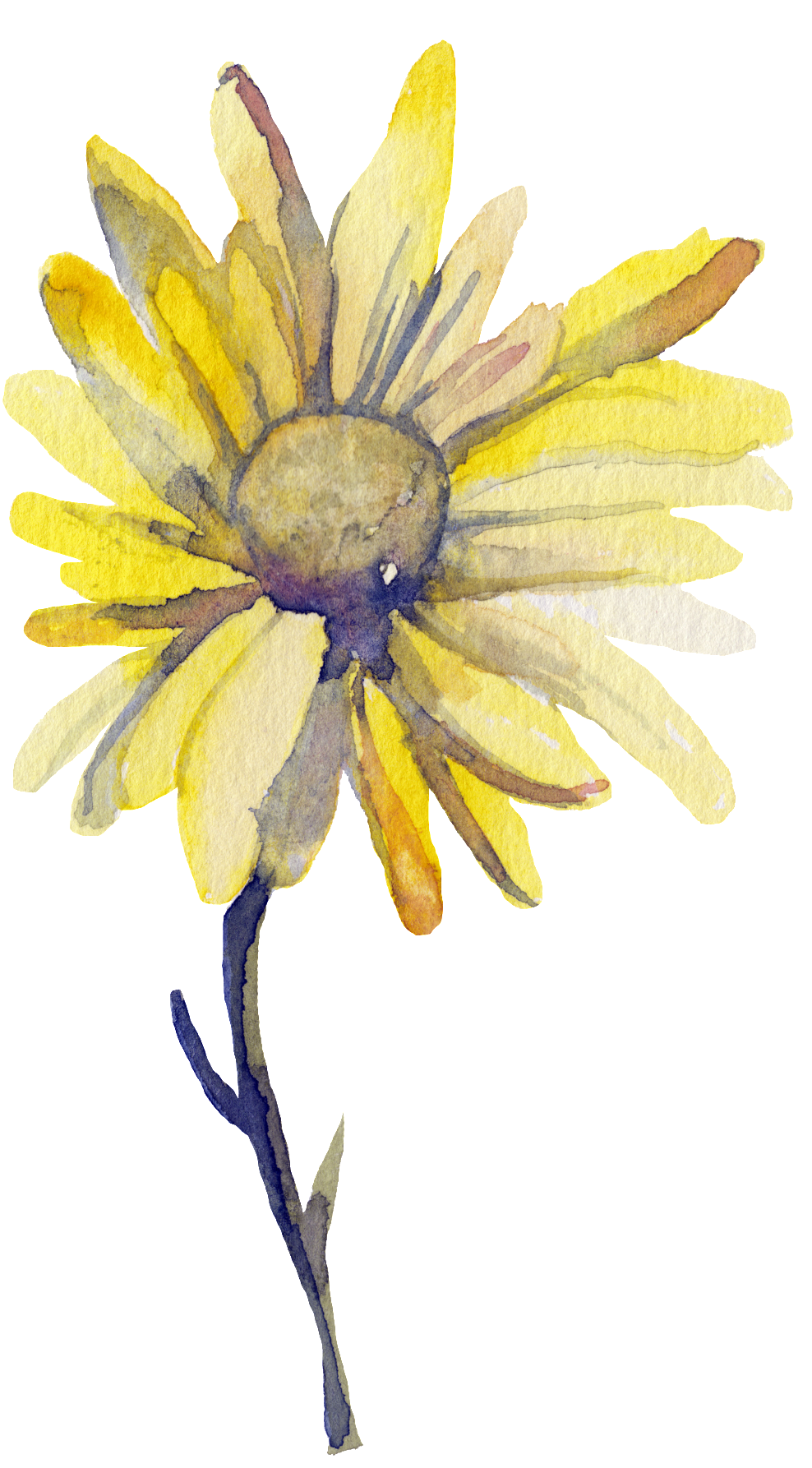 Yellow Watercolor Daisy.png PNG