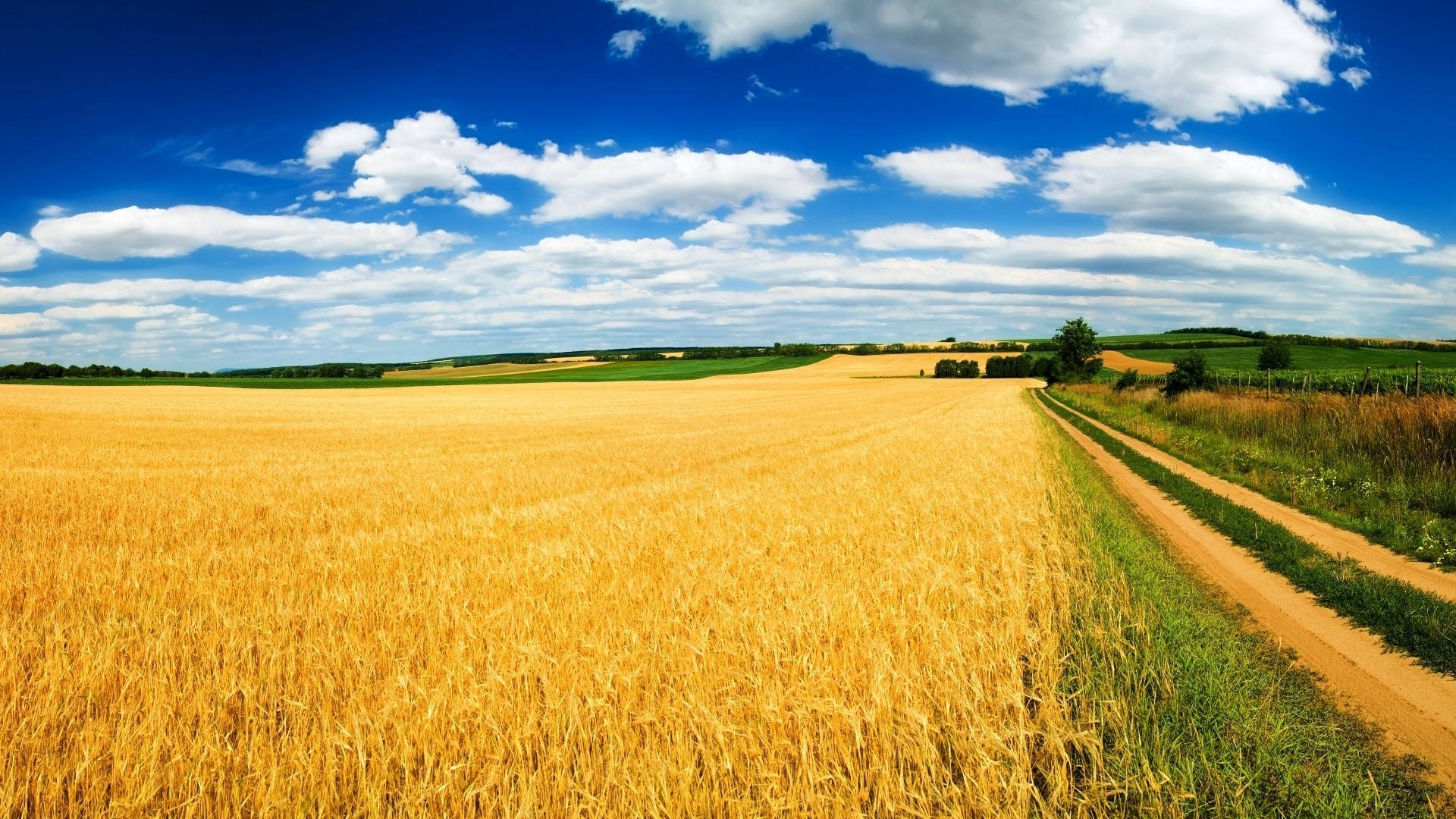 Yellow Wheat Field Wallpaper