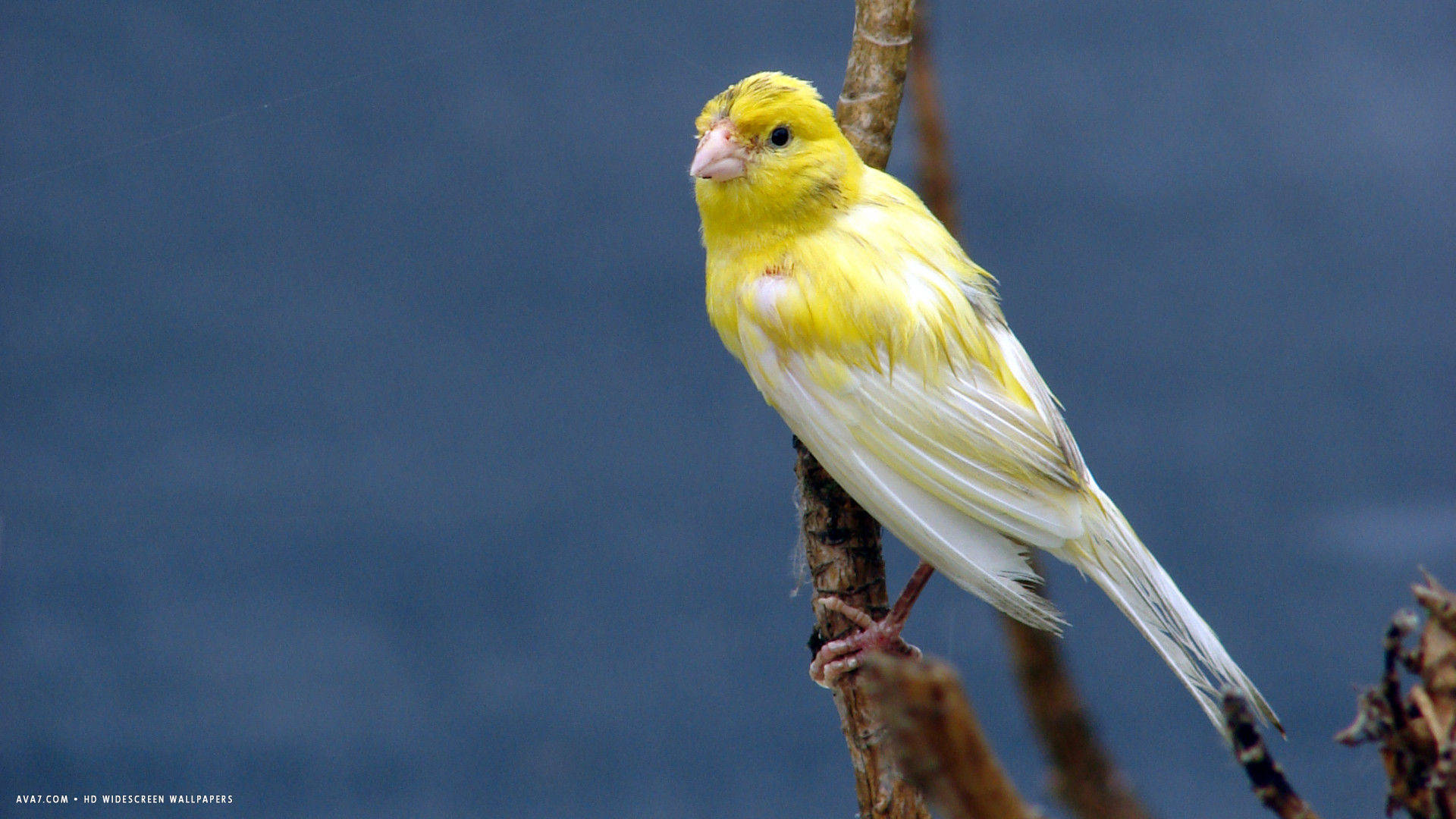 Yellow White Canary Bird Wallpaper