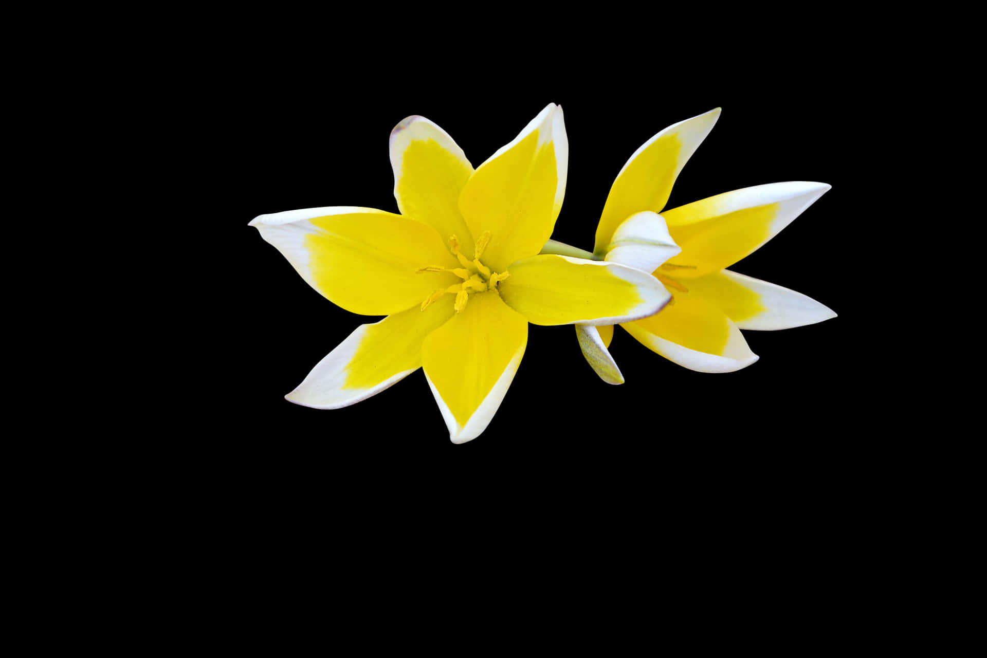 Yellow White Flower Black Background PNG