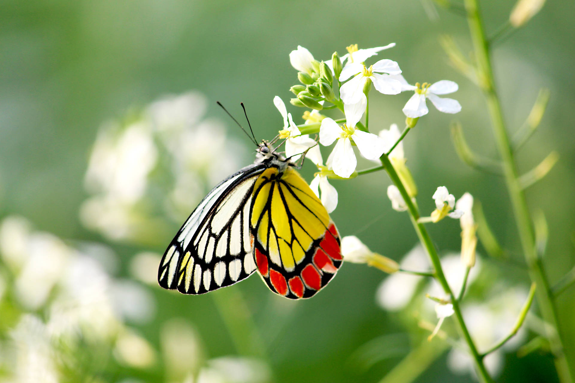 Yellow White Red Beautiful Butterfly Wallpaper