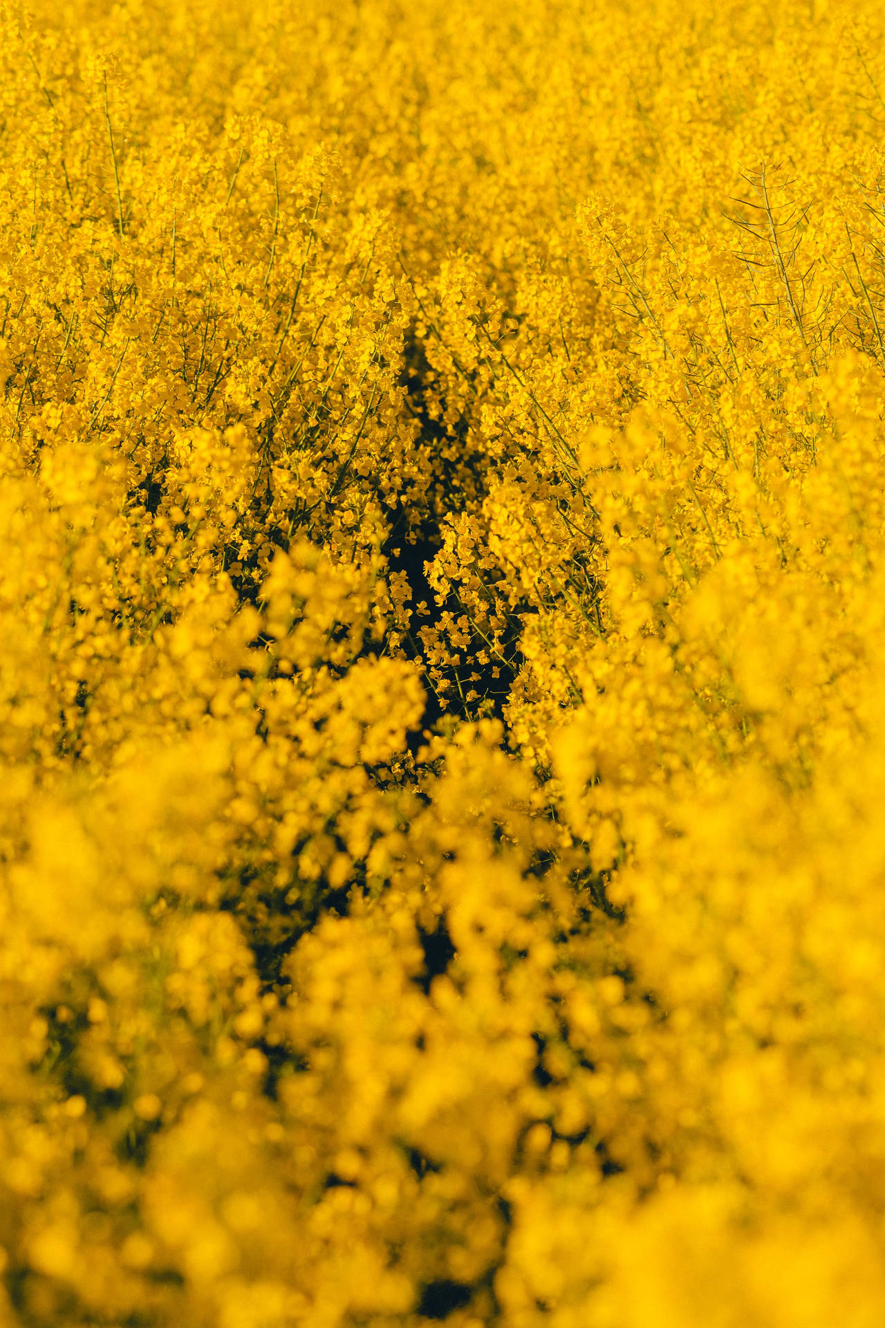 Yellow Wildflowers Field