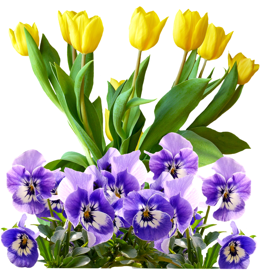 Download Yellow_ Tulips_and_ Purple_ Pansies | Wallpapers.com