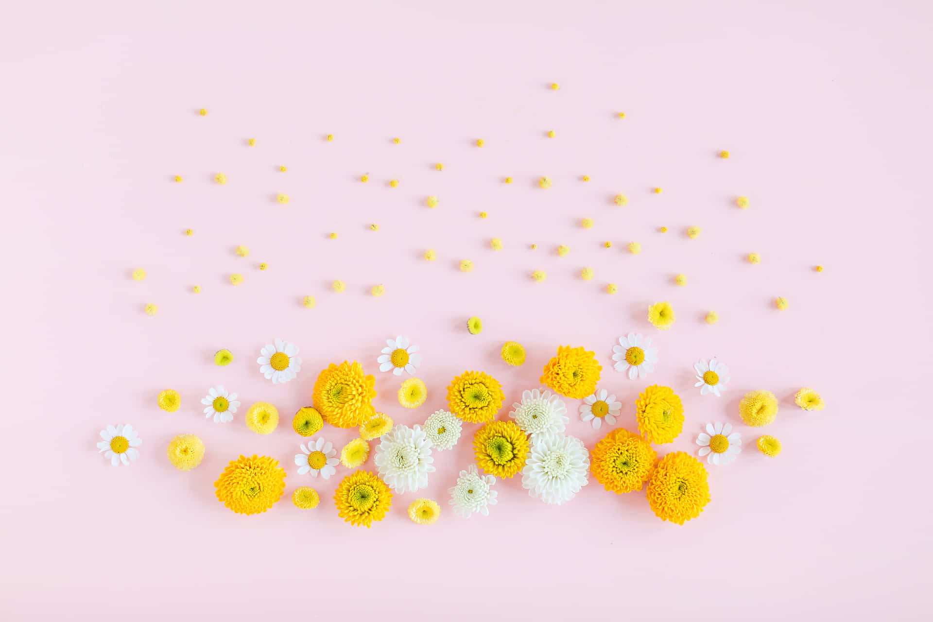 Yellowand White Flowerson Pink Background Wallpaper