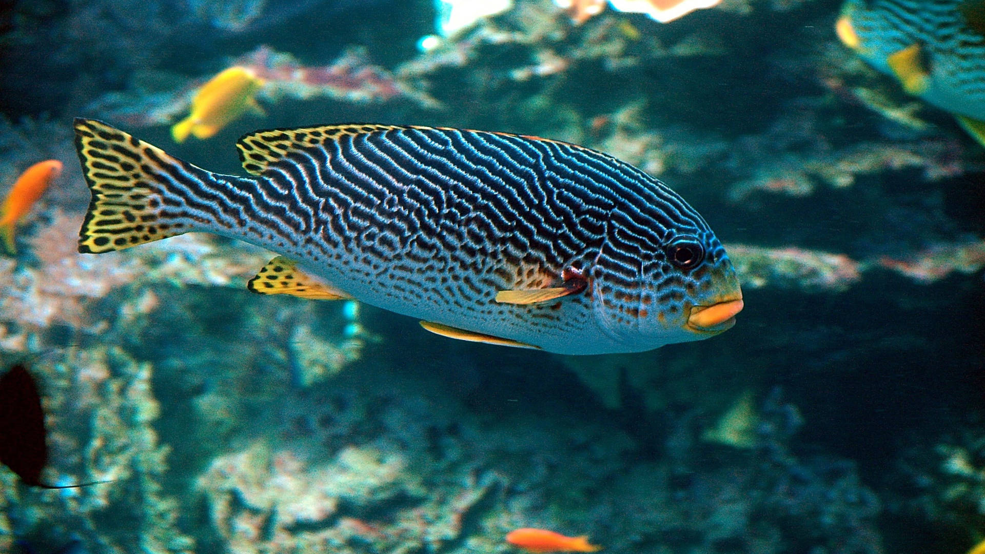 "Gorgeous Yellow-banded Sweetlips Tropical Fish Gliding Through Vibrant Underwater Realm" Wallpaper