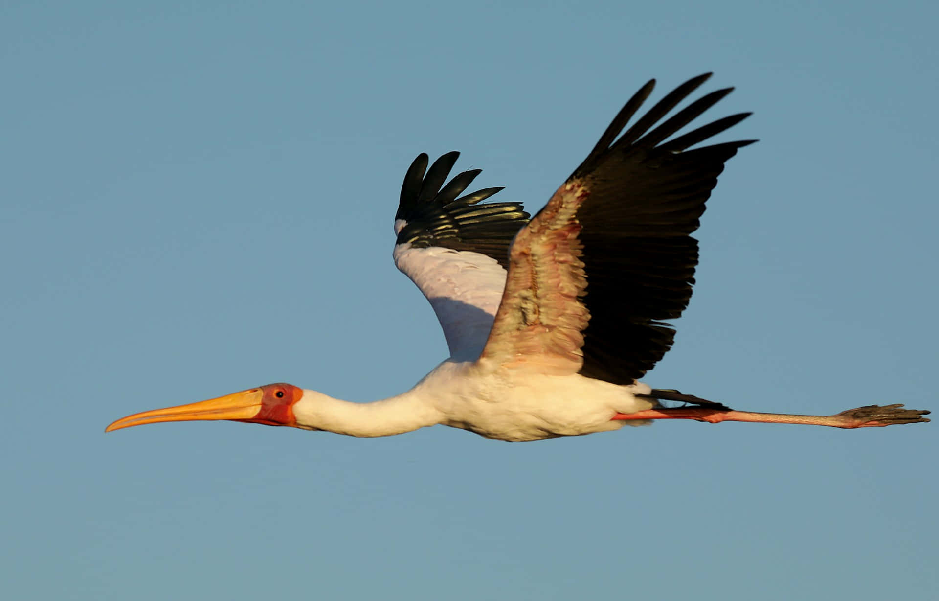 Yellowbilled Stork In Flight Wallpaper