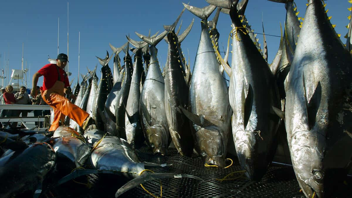 Yellowfin Tuna Catch Display Wallpaper