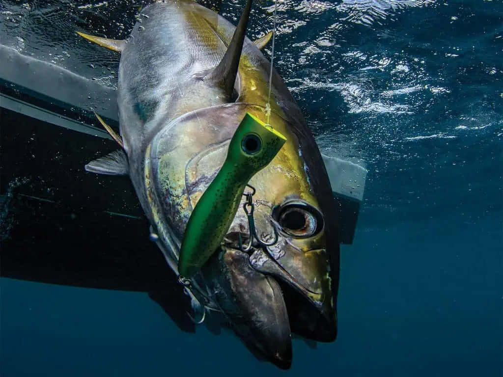 Yellowfin Tuna Caughtwith Lure Wallpaper