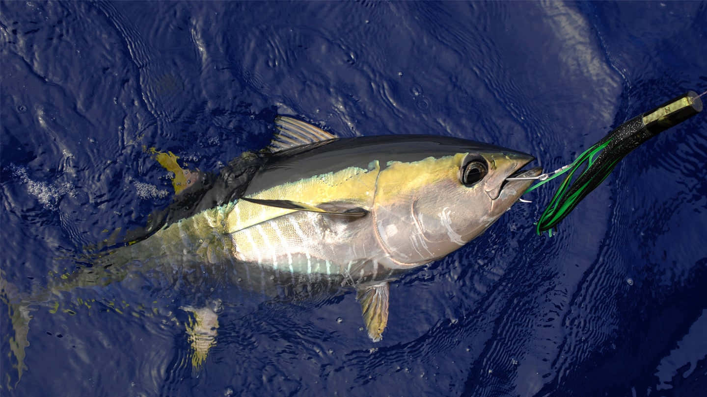 Yellowfin Tuna Caughtwith Lure Wallpaper