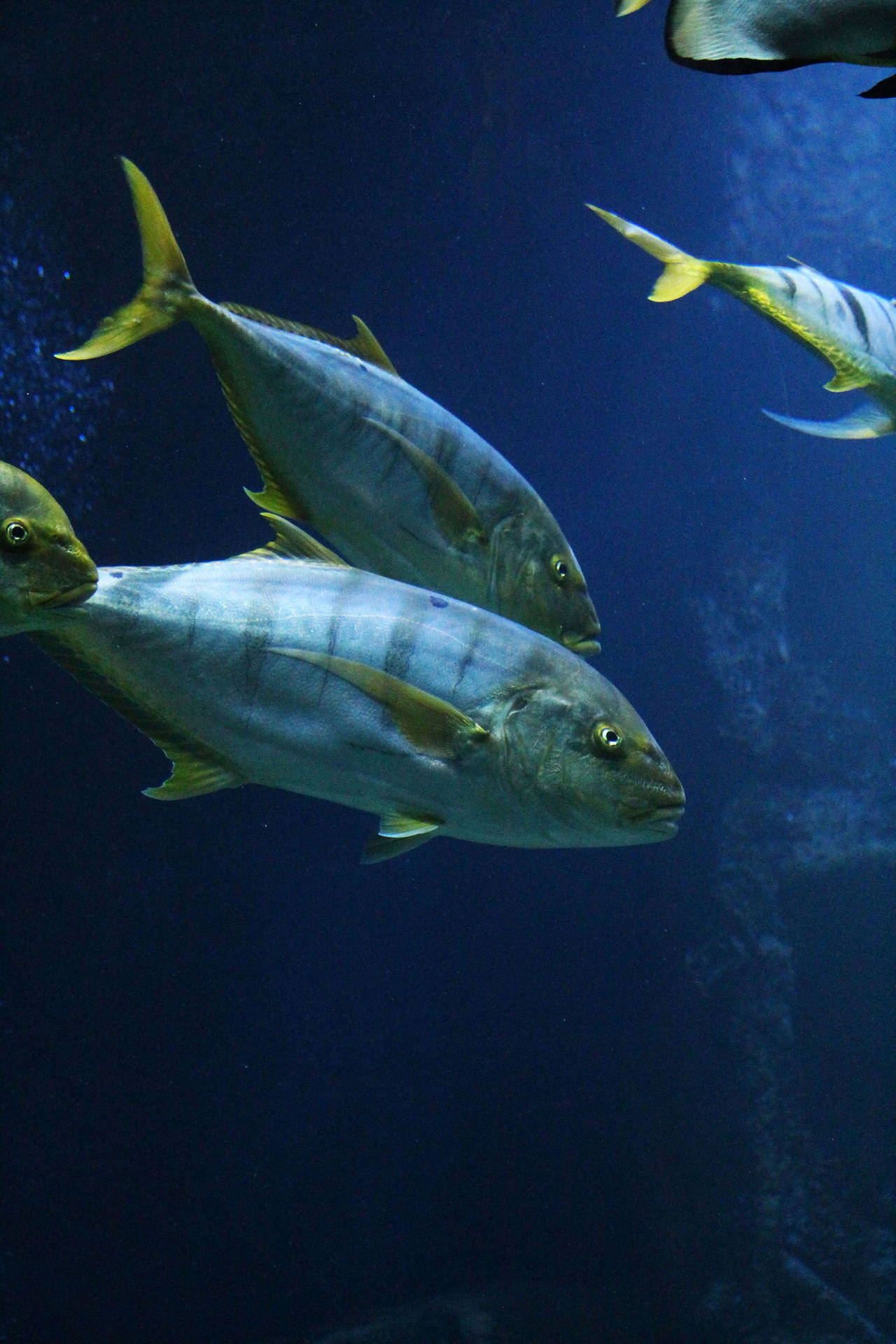Yellowfin Tuna Fishes Wallpaper