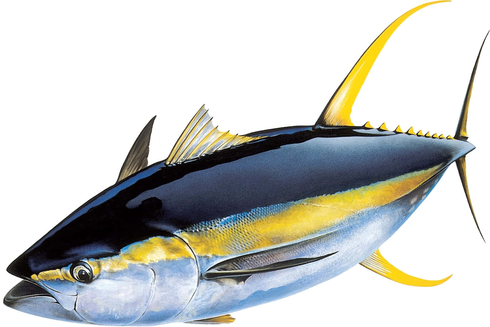 Yellowfin Tuna Illustration Wallpaper