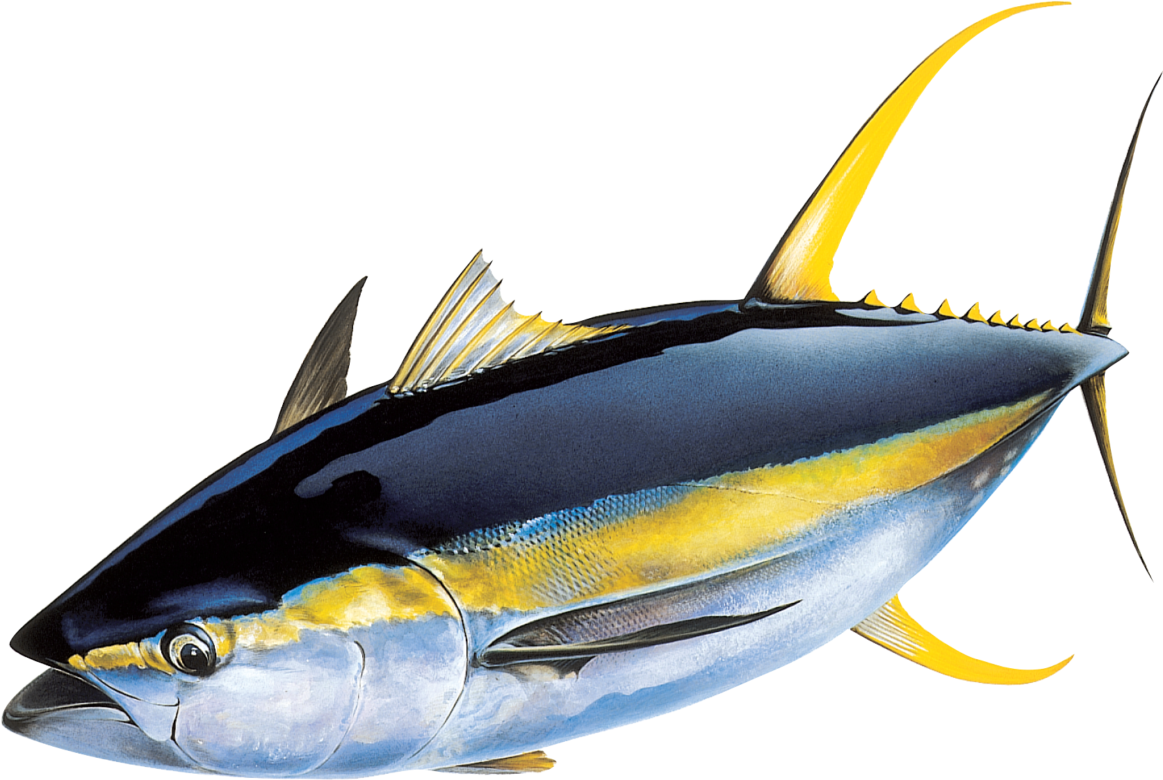 Yellowfin Tuna Illustration PNG