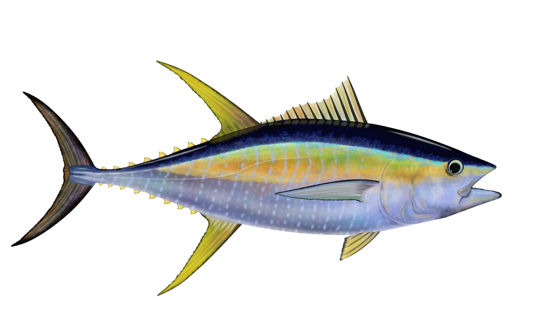 Yellowfin Tuna Illustration Wallpaper