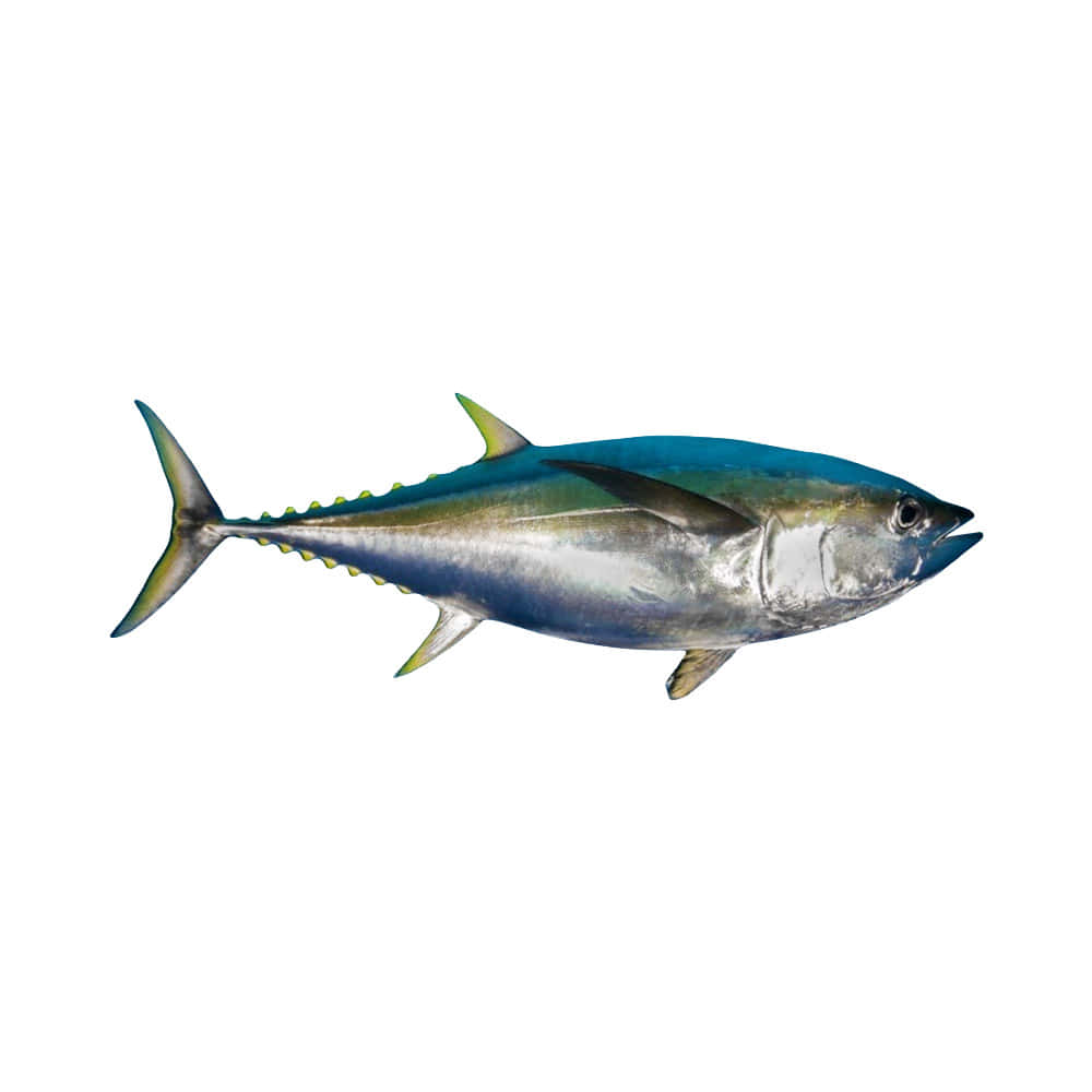 Yellowfin Tuna Isolatedon White Wallpaper