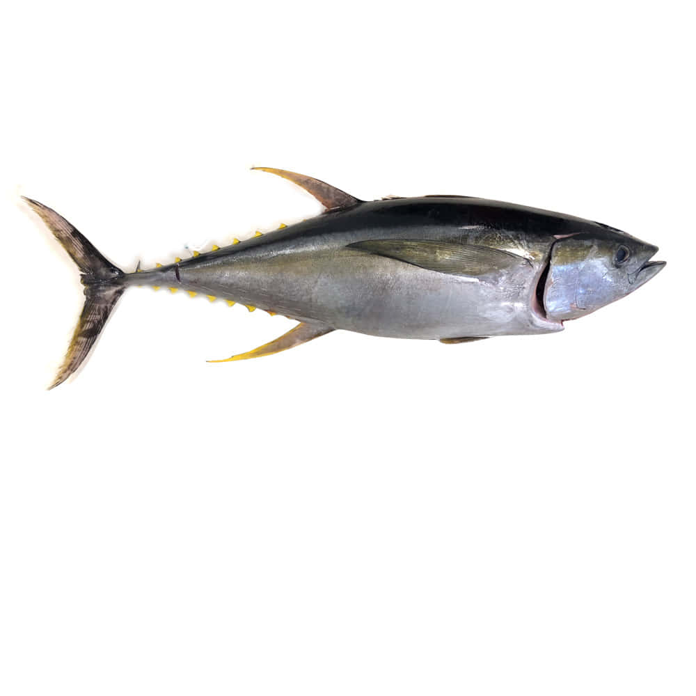 Yellowfin Tuna Isolatedon White Background Wallpaper