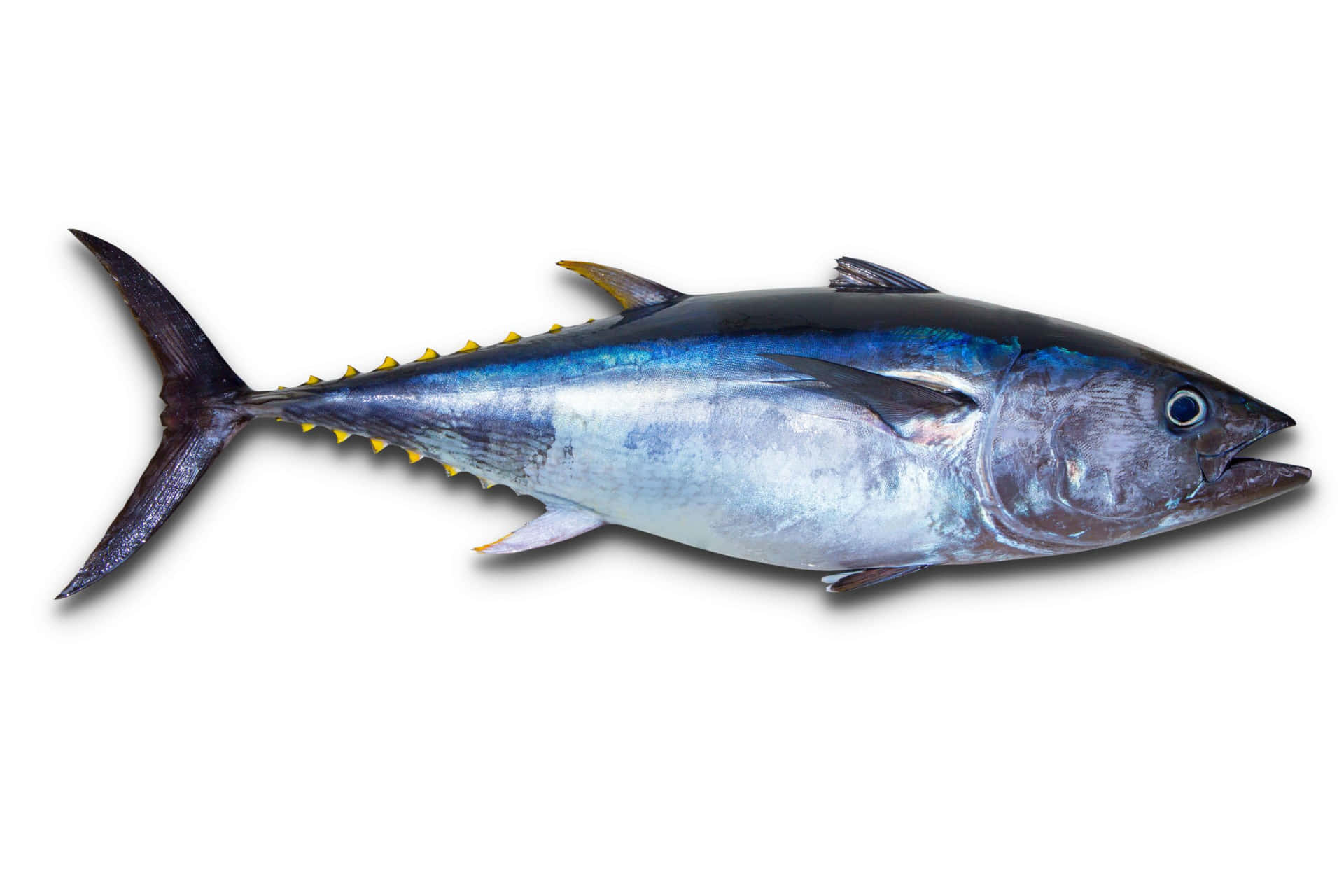 Yellowfin Tuna Isolatedon White Wallpaper