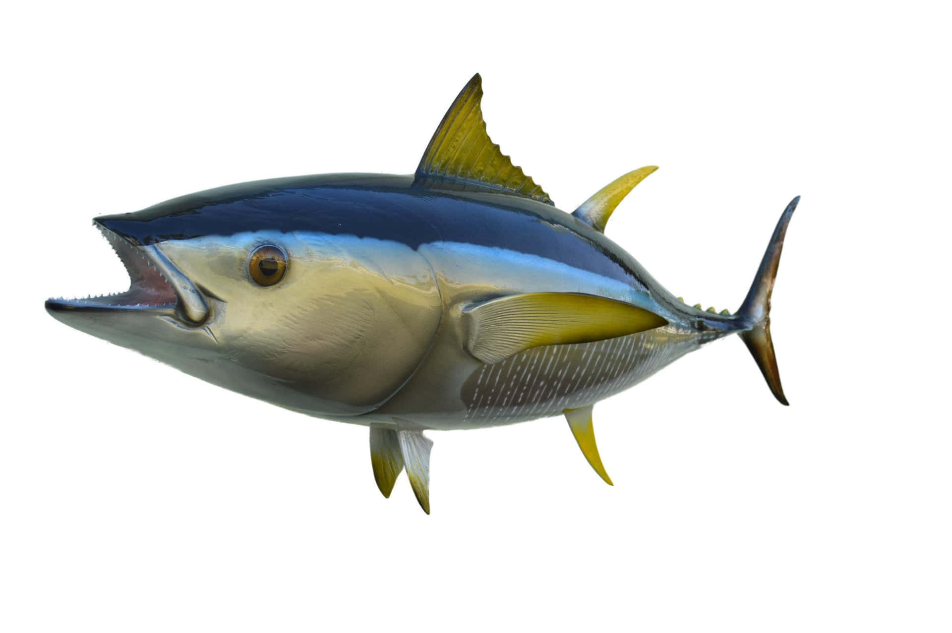 Yellowfin Tuna Isolatedon White Wallpaper