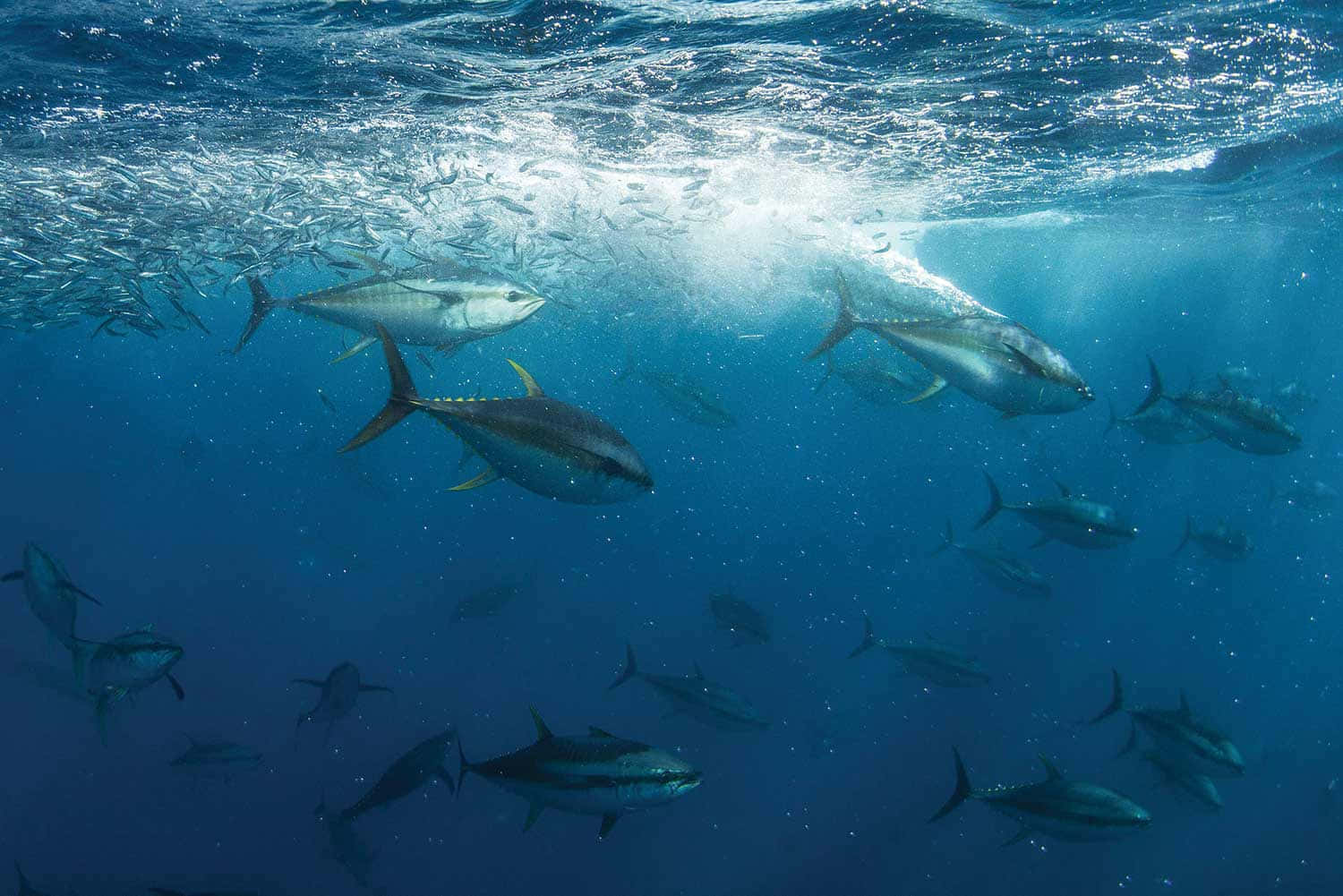 Yellowfin Tuna School Underwater Wallpaper