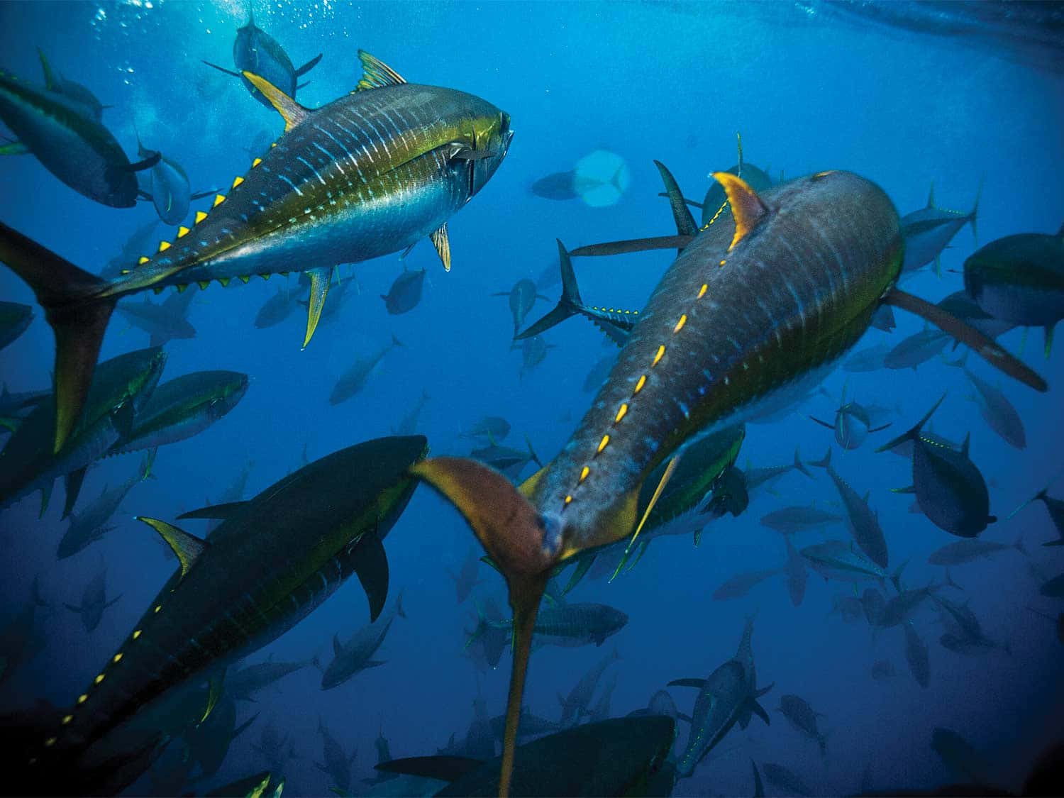 Yellowfin Tuna School Underwater Wallpaper