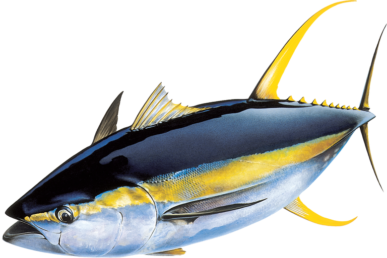 Yellowfin Tuna Side View PNG