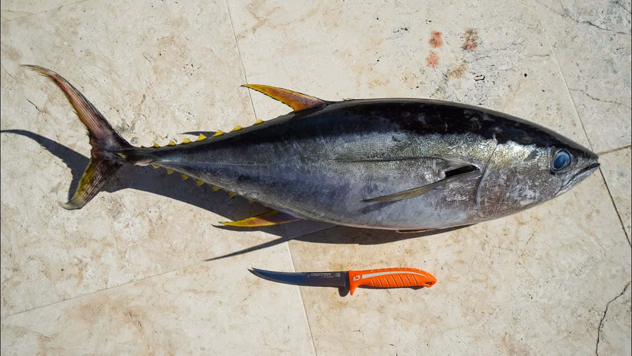 Yellowfin Tuna Size Comparisonwith Knife Wallpaper
