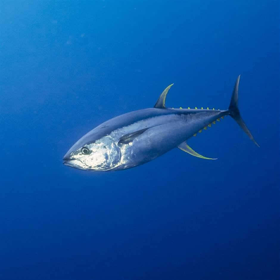 Yellowfin Tuna Swimming Deep Blue Wallpaper