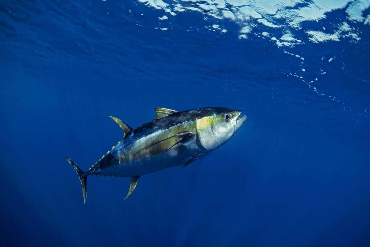 Geelvin Tonijn Zwemmen In Diepblauwe Oceaan Achtergrond