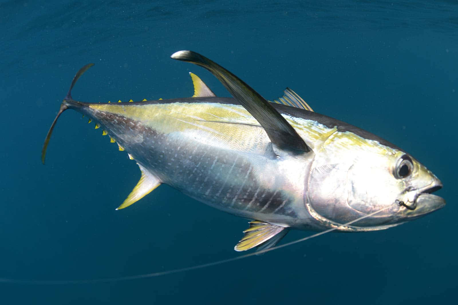 Yellowfin Tuna Swimming Underwater Wallpaper