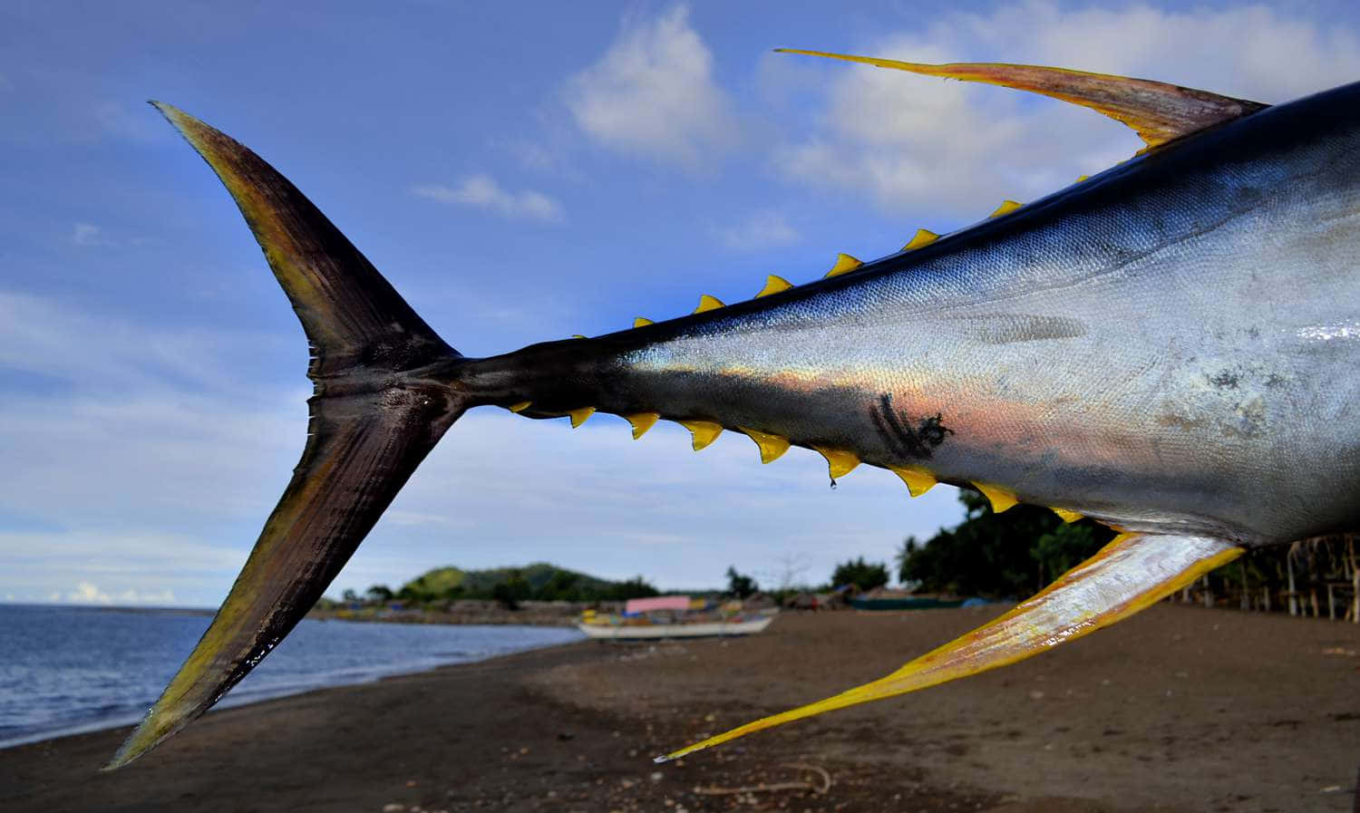 Yellowfin Tuna Tail Closeup Wallpaper