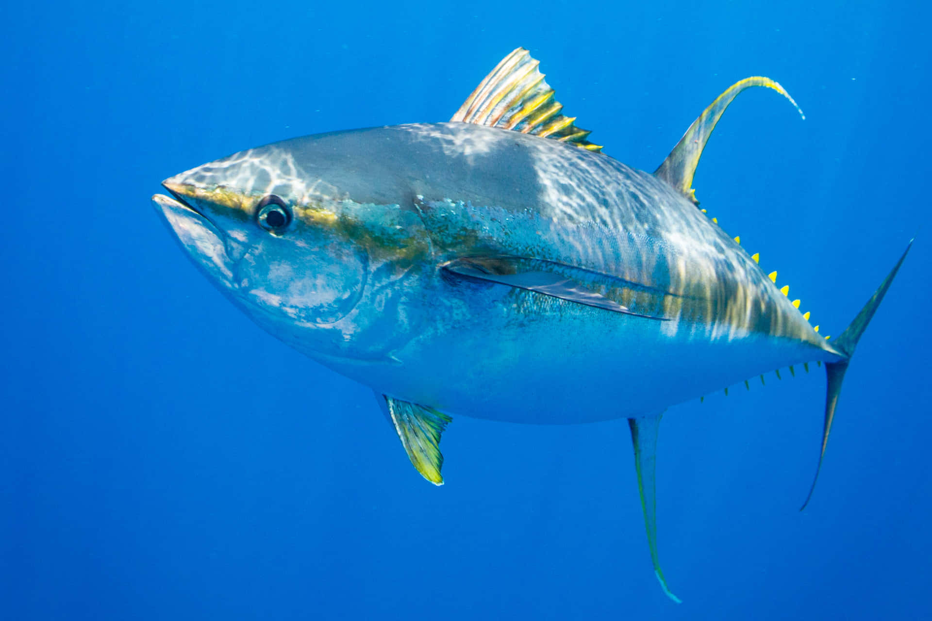 Yellowfin Tunain Blue Water Wallpaper