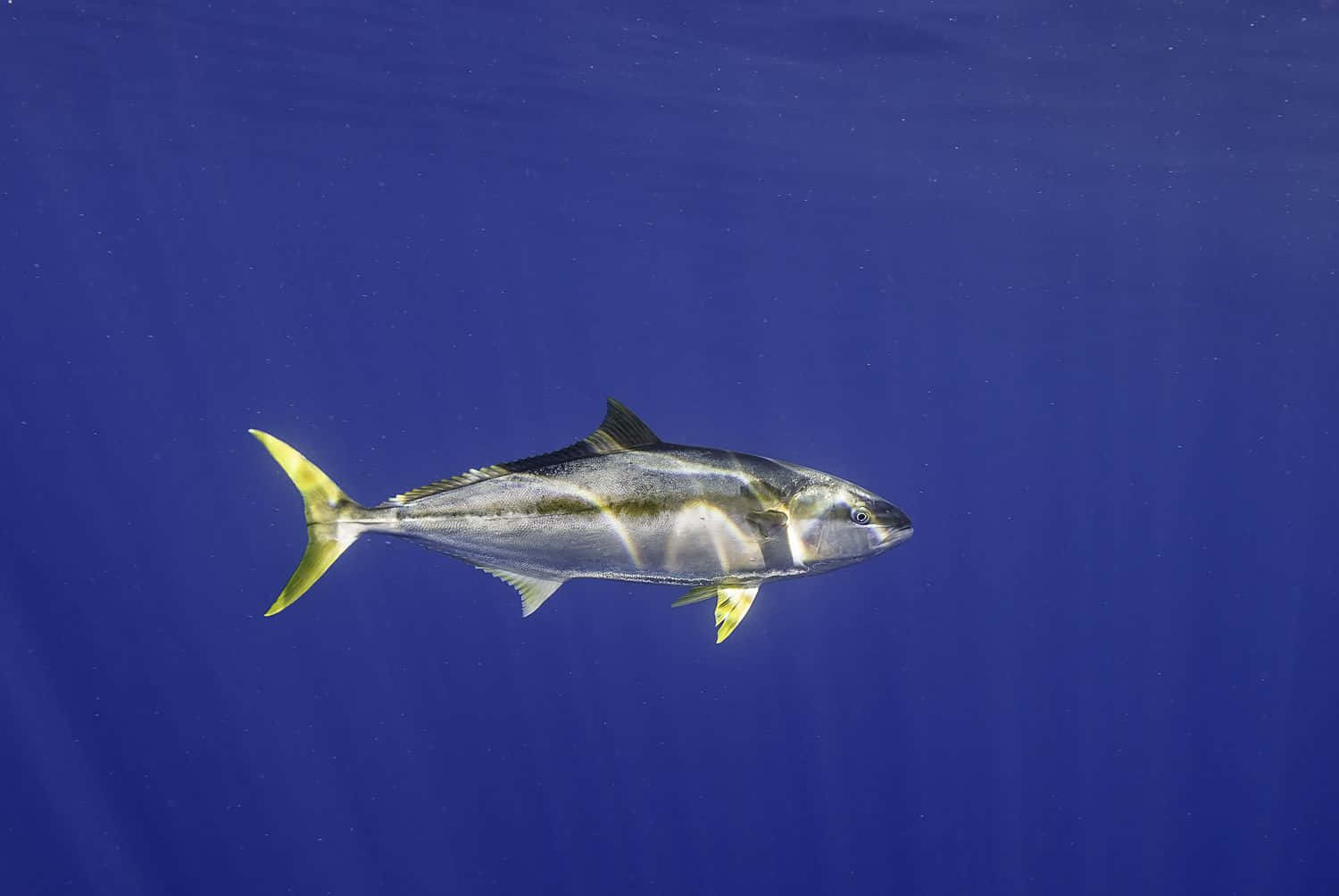 Yellowfin Tunain Deep Blue Ocean Wallpaper