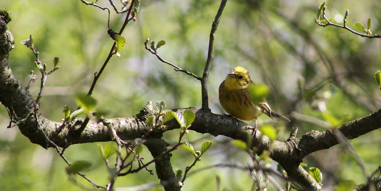 Stunning Yellowhammer Perched on a Branch Wallpaper