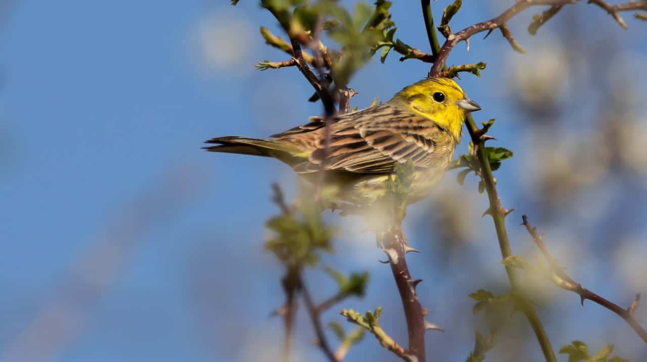 Beautiful Yellowhammer perched on a tree branch Wallpaper