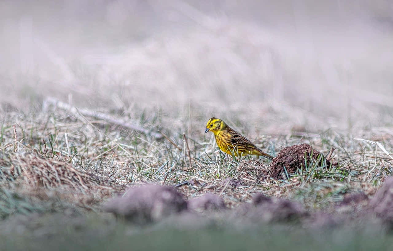 Stunning close-up of a Yellowhammer perched on a branch Wallpaper