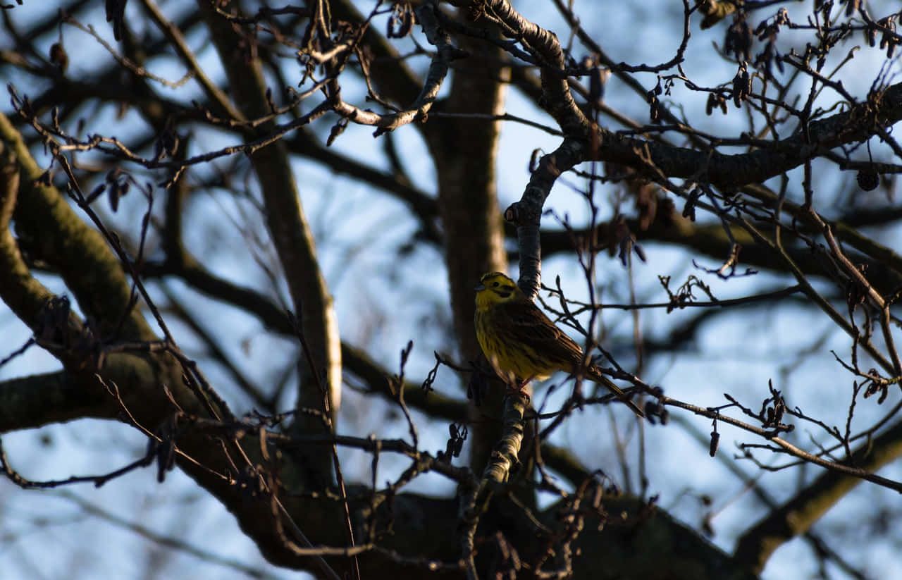 Colorful Yellowhammer bird perched on a branch Wallpaper