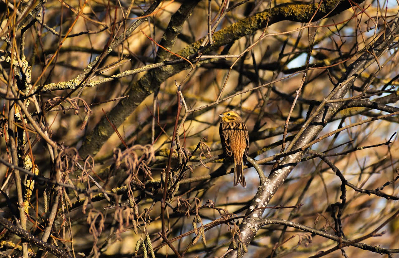 Beautiful Yellowhammer Bird Perched on a Branch Wallpaper