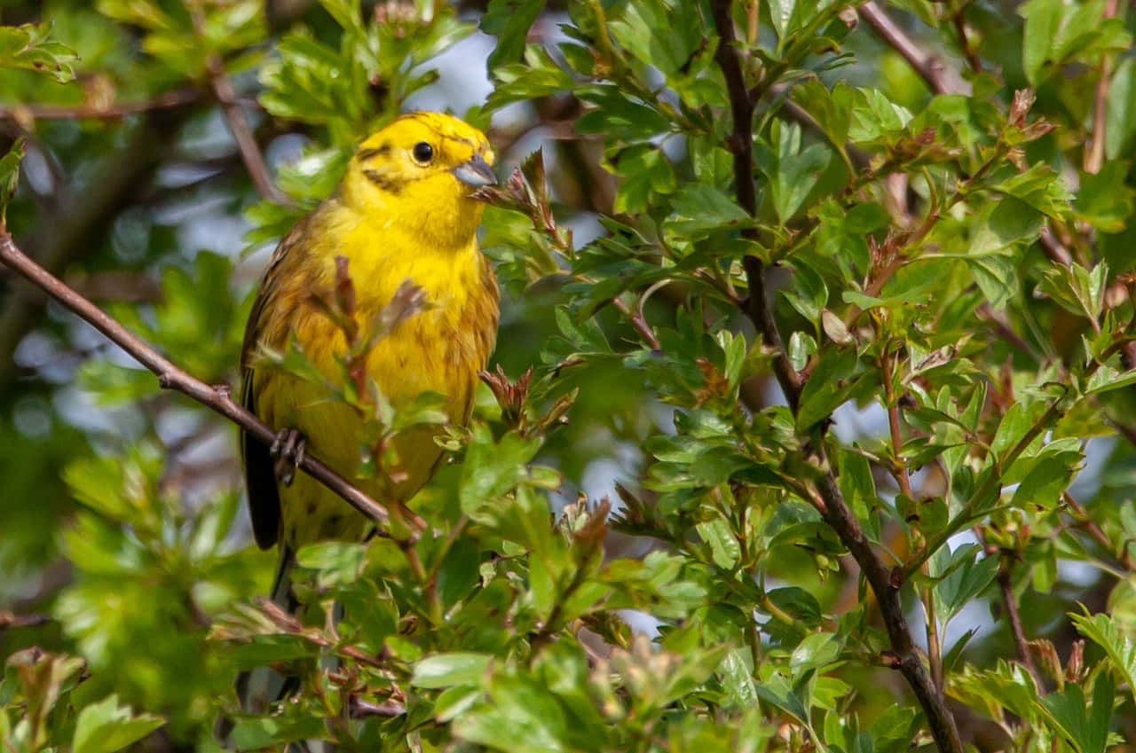 Yellowhammer perching on a branch Wallpaper