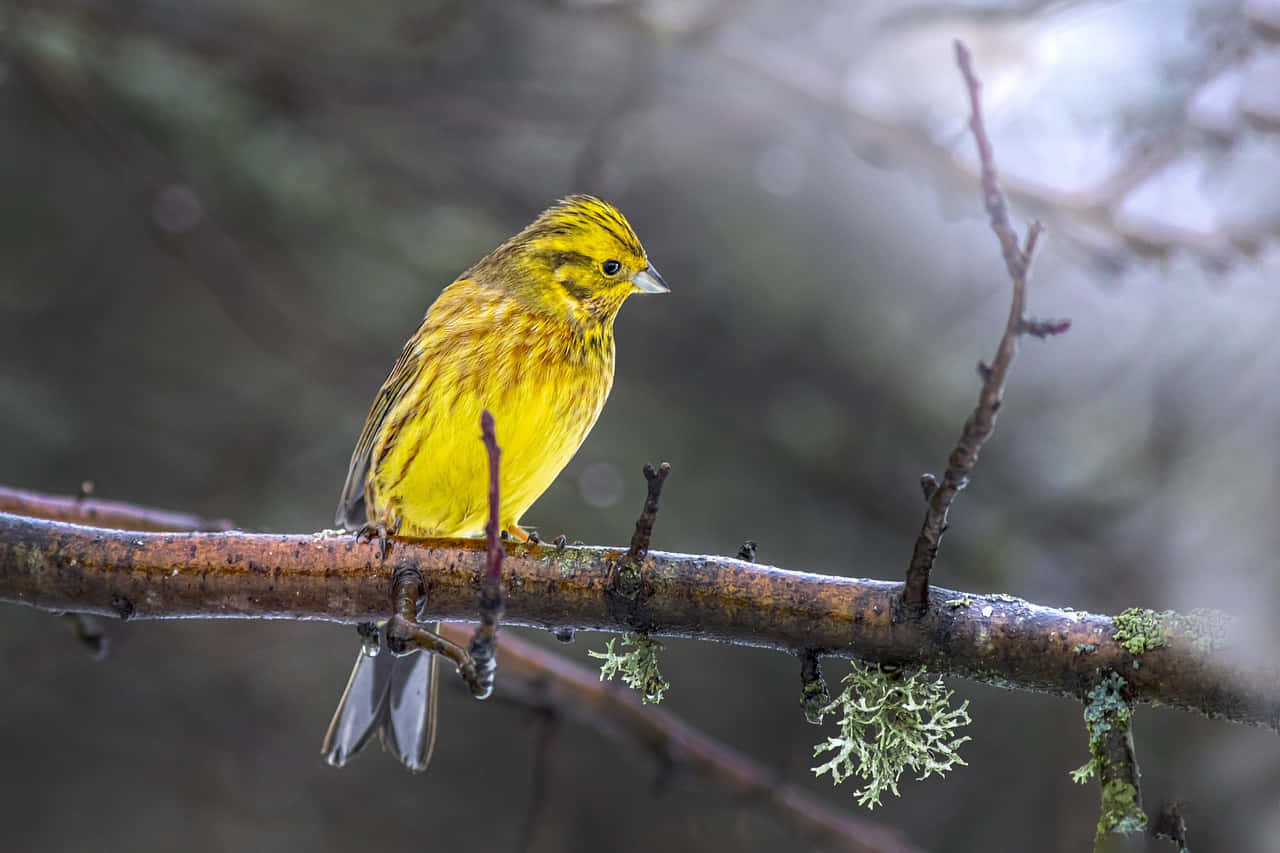 Majestic Yellowhammer bird perched on a branch Wallpaper