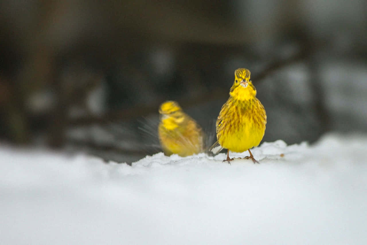 Beautiful Yellowhammer Perched on a Branch Wallpaper