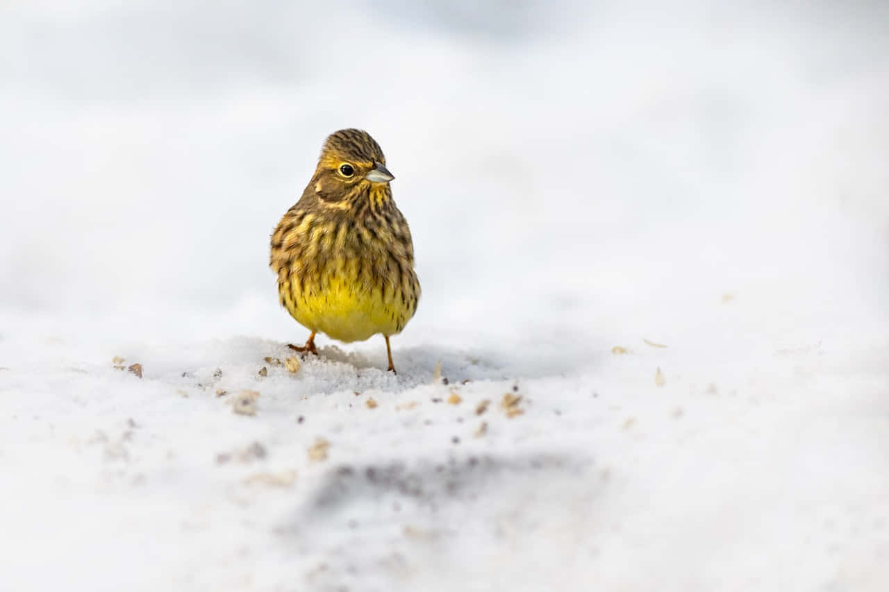 Yellowhammer Perched in Nature Wallpaper