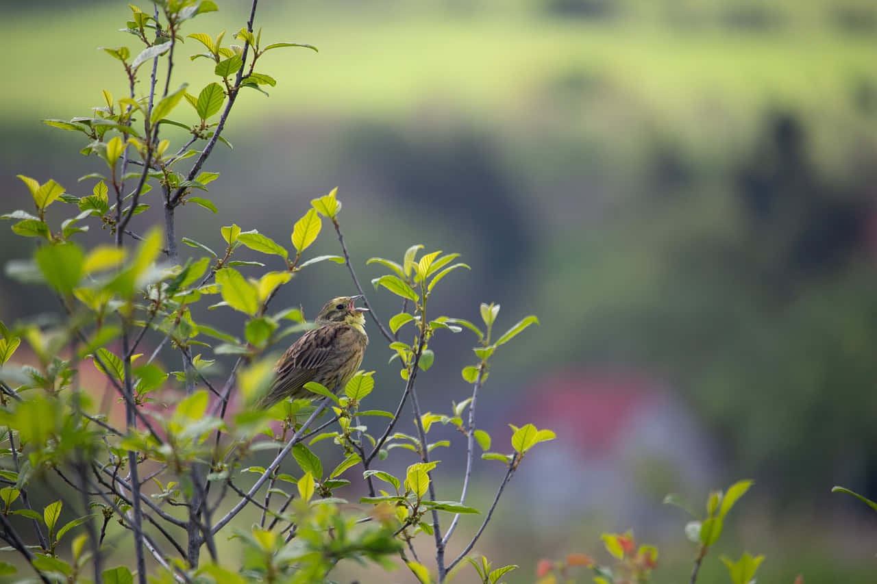 Yellowhammer bird perched on a branch with a beautiful natural backdrop Wallpaper