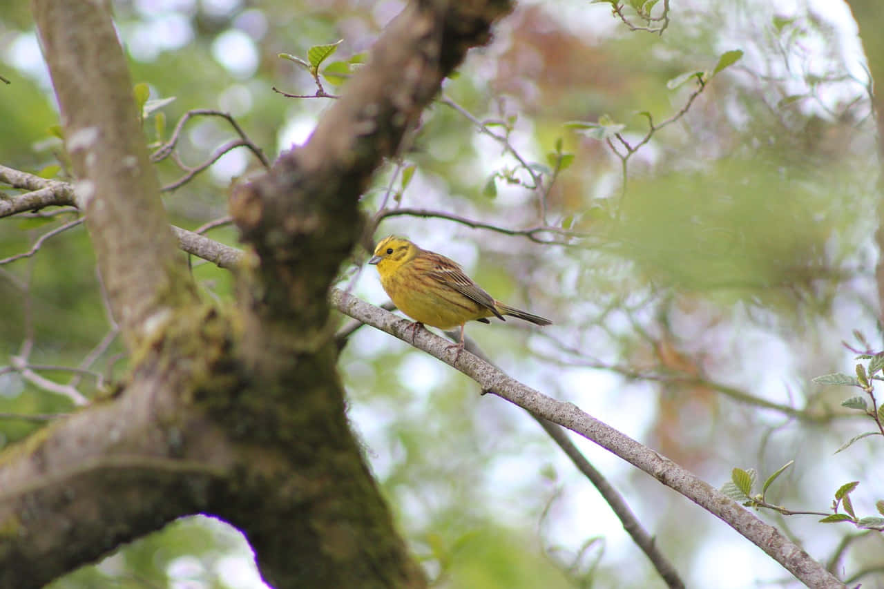 A stunning Yellowhammer perched on a tree branch Wallpaper