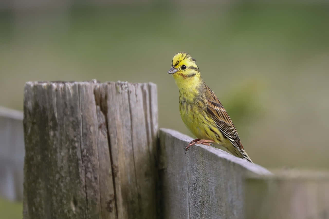 Majestic Yellowhammer Perched on a Twig Wallpaper